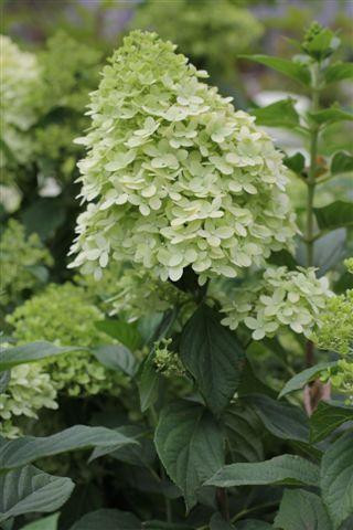 Hydrangea macrophylla 'Sister Theresa' Devil Mountain Wholesale Nursery